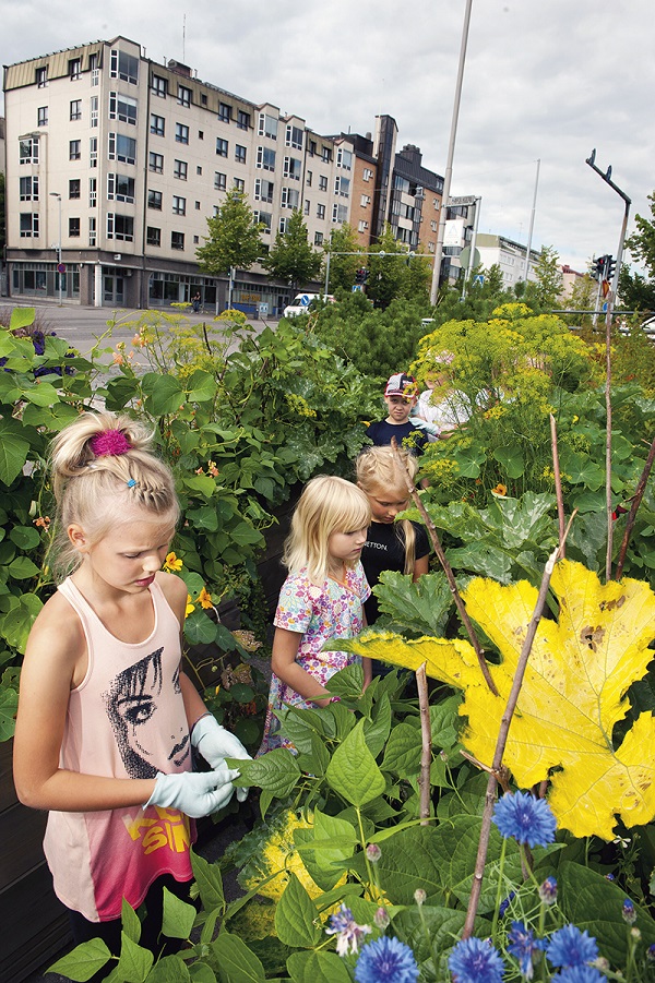 Alisa Rustaleva, Elina Hatakka, Lina Lindqvist ja Simo Laine kavereineen korjaamassa satoa Muotohuoltamolla.