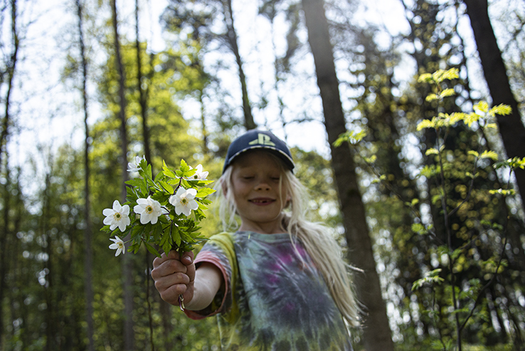 Lapsi ja valkovuokkokimppu, ojentaa kimppua