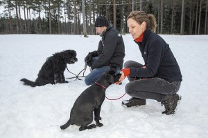 Anders Sjödahl ja kouluttaja Stina von Bonsdorff opettavat hypokoiria keskittymään ihmiseen toisten koirien sijaan.