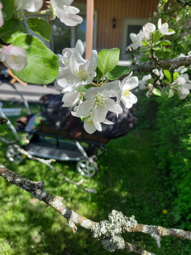 Omenapuu, taustalla kolmosten rattaat.