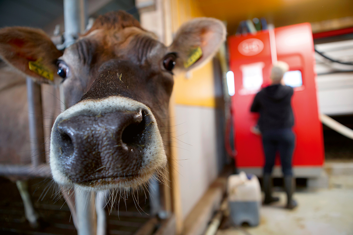 Lehti:Lapsen maailma 10/2019 Aihe: Koti ja työ samalla tilalla -perhereppari, toimittajana:Hanna Moilanen. Kuvassa: Ida-Maria (Äiti), Alisa (lapsi), Tuomas Pietiläinen Kuvauspaikka:Hankasalmi Kuvat jutun yhteyteen printti+nettijuttu