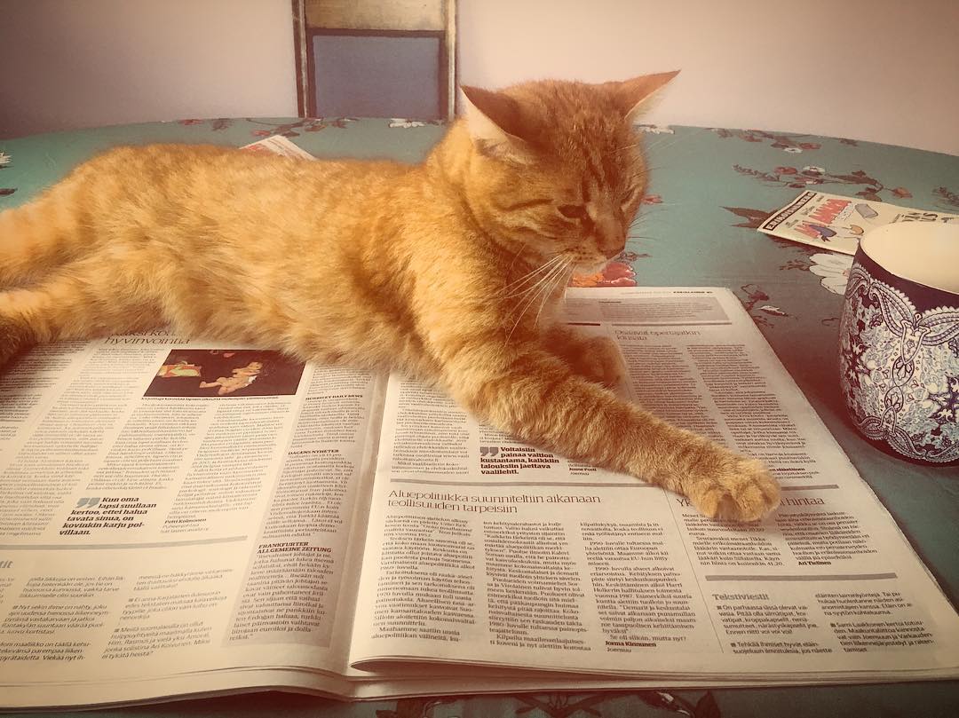 kissa lehden päällä