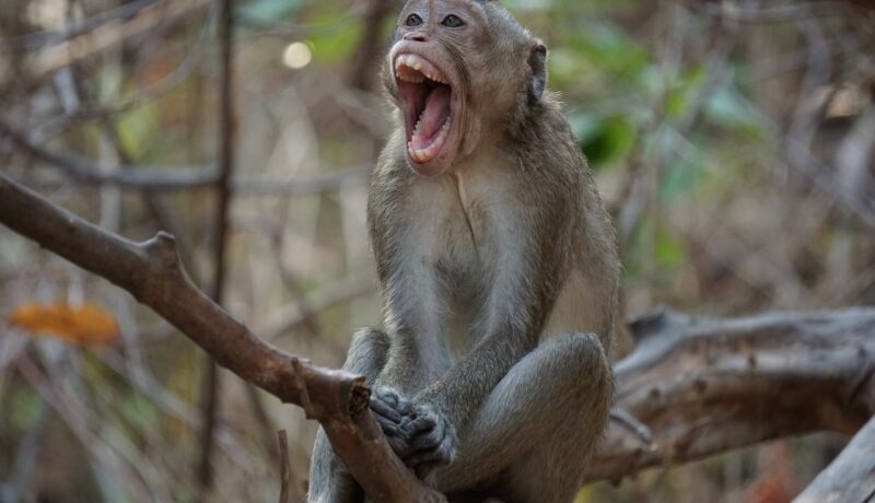 Hah-hah-hauskaa, vuosisadasta toiseen