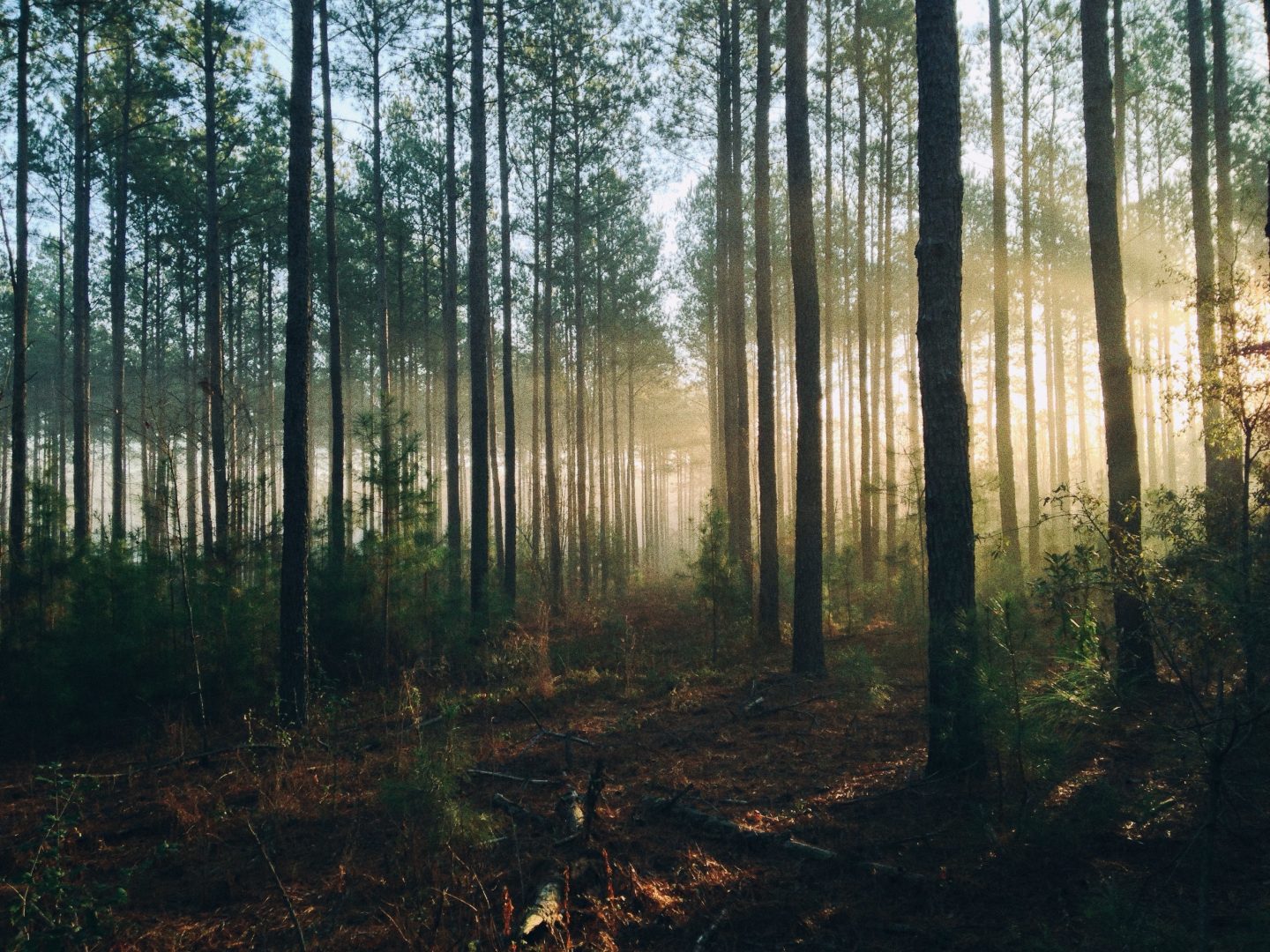 Metsä, jonne auringon valo heijastuu.